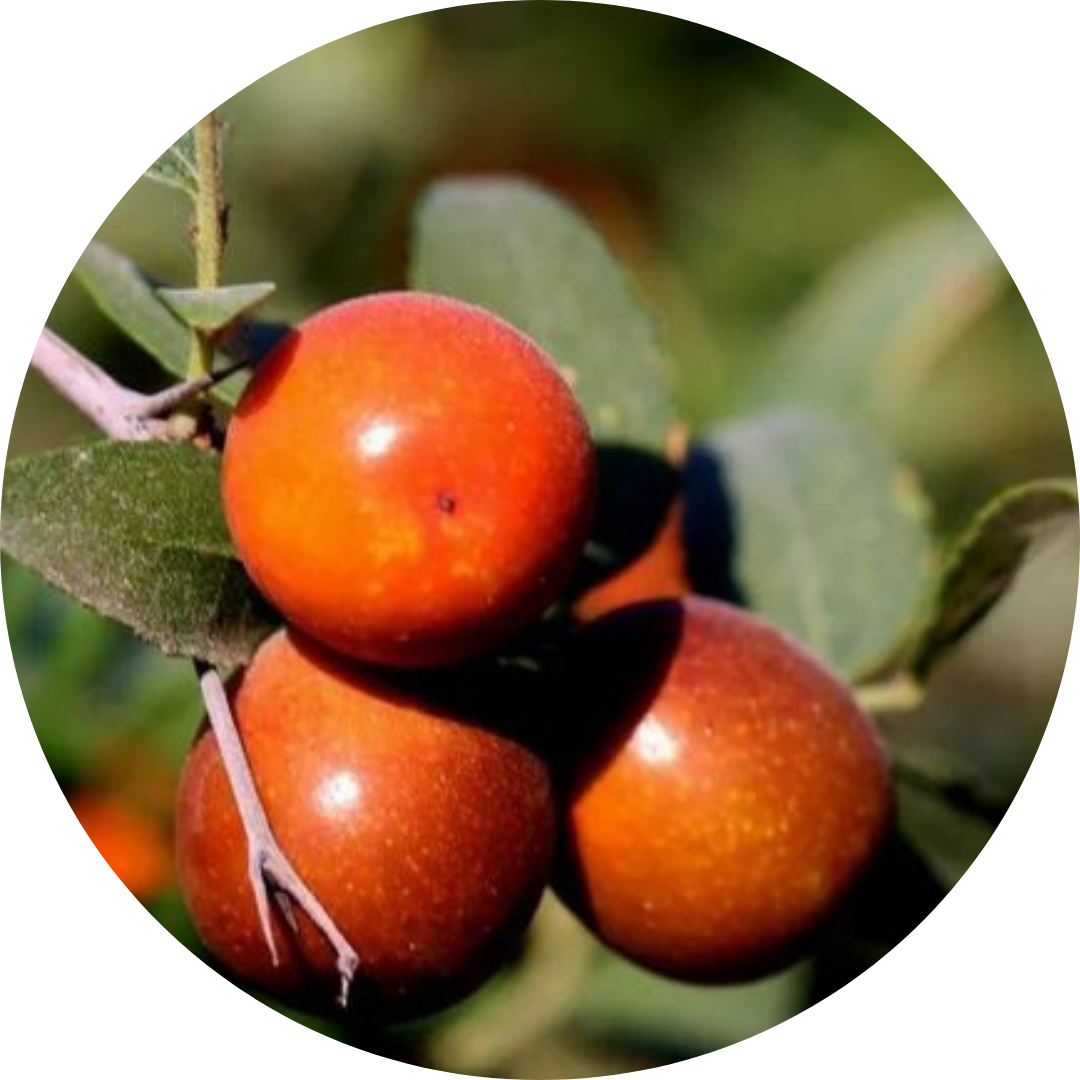 Ziziphus Seed