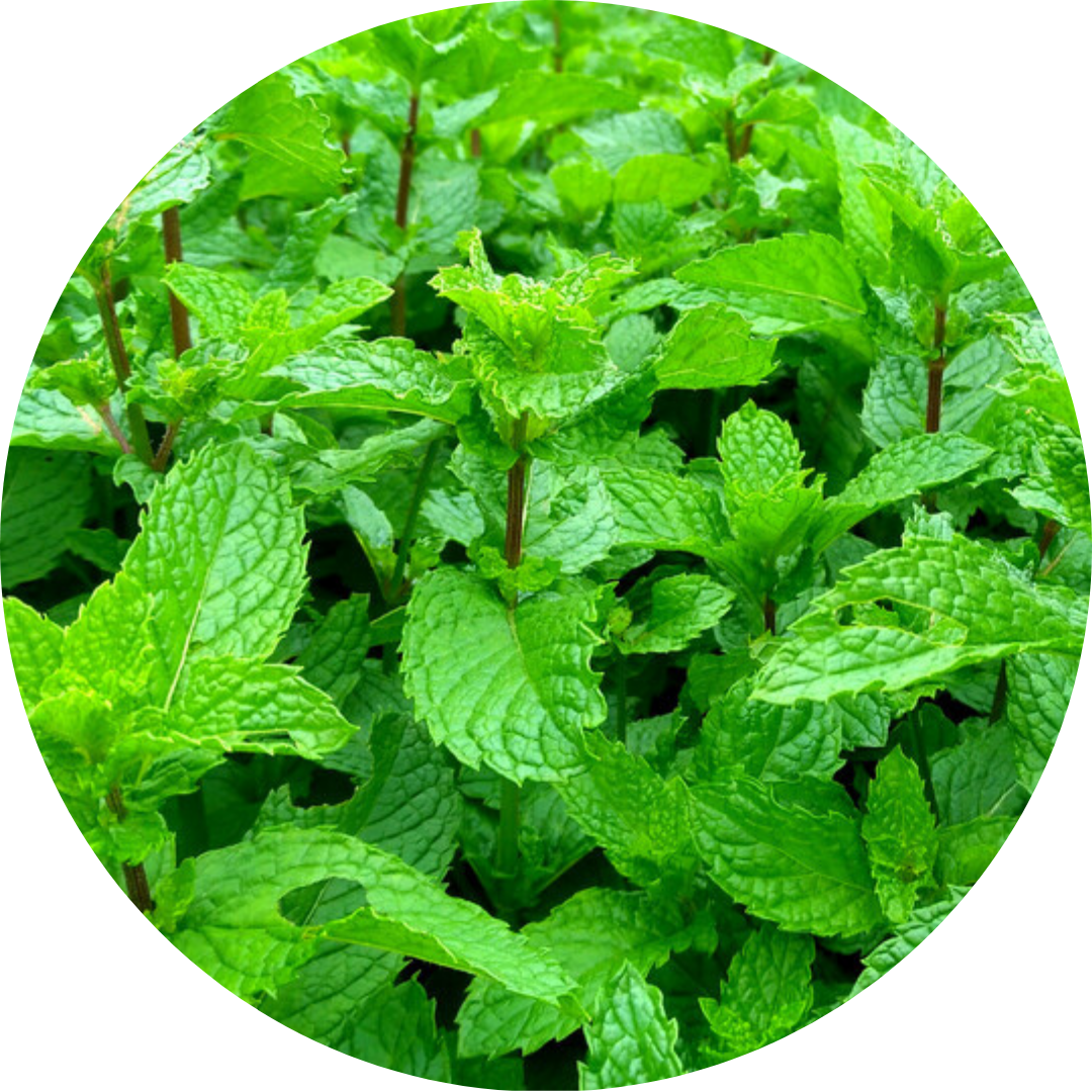 Peppermint