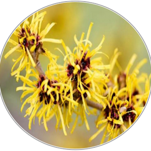 Witch Hazel