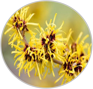 Witch Hazel