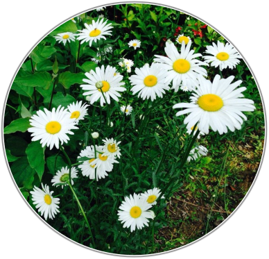 Daisy