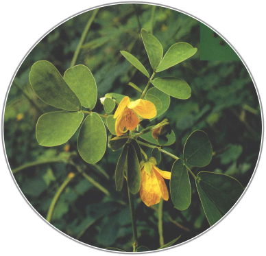 Cassia Seed