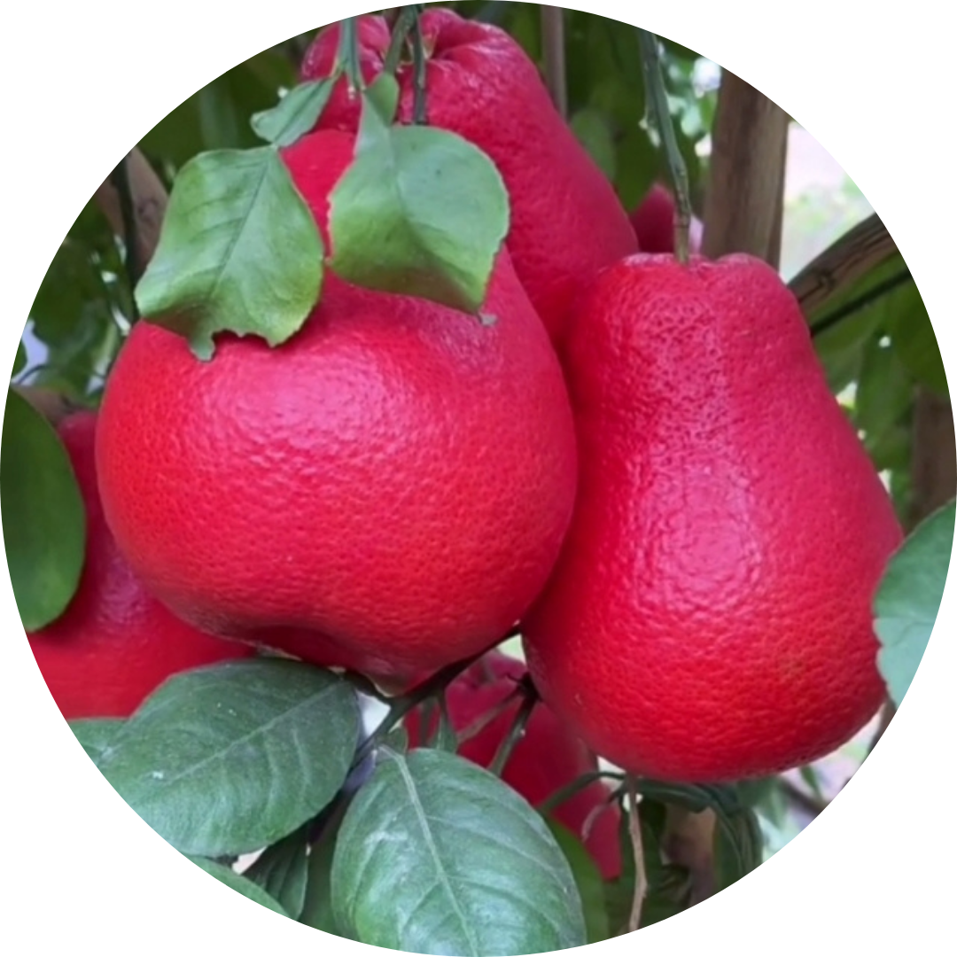 Pomelo