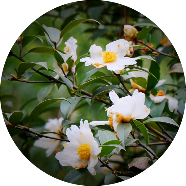 Tea Plant Flower