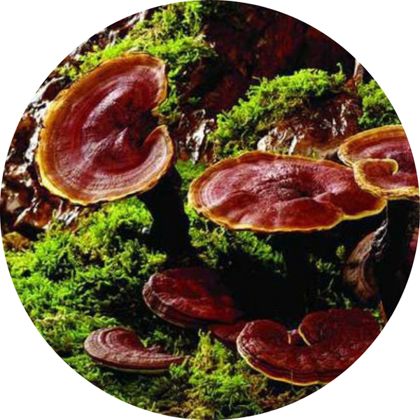 Reishi