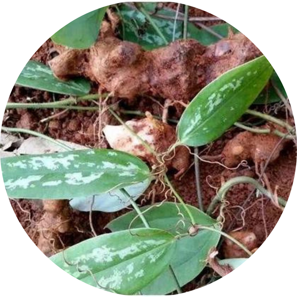 Poria cocos