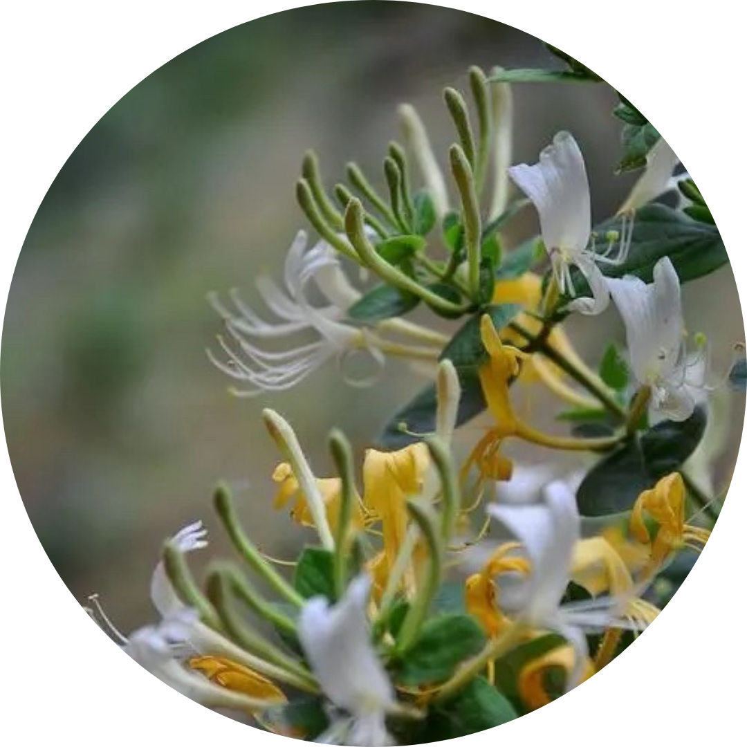 Honeysuckle
