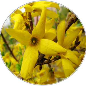 Forsythia