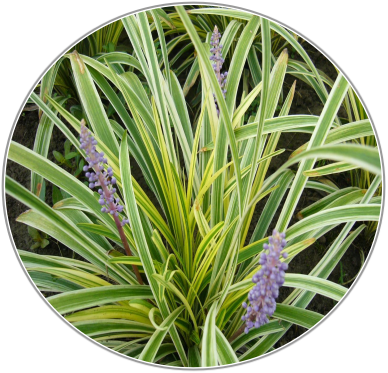 Ophiopogon japonicus