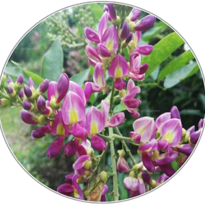 Millettia