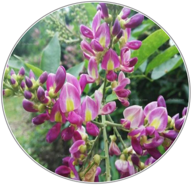 Millettia