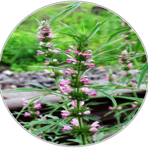 Motherwort