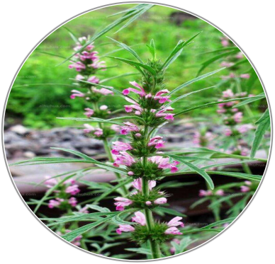Motherwort