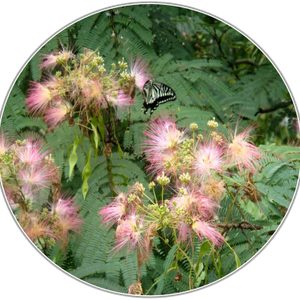 Albizia Bark
