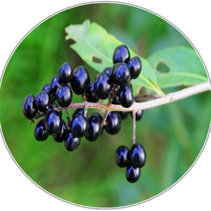 Ligustrum Fruit