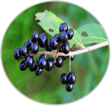 Ligustrum Fruit
