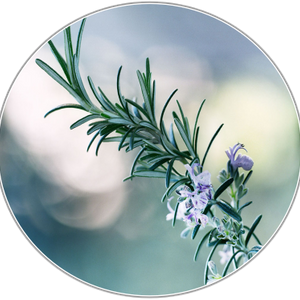 Rosemary