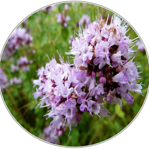 Marjoram