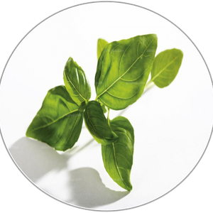 Basil