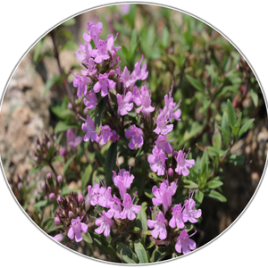 Thyme