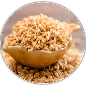 Barley Sprout