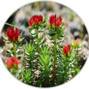 Rhodiola Rosea