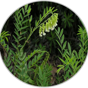 Sophora Root
