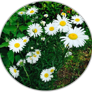 Daisy
