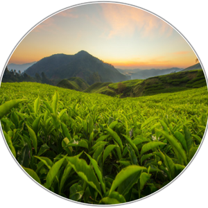 Tea Tree
