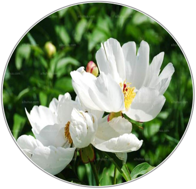 White peony