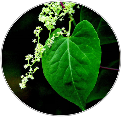 Polygonum Multiflorum