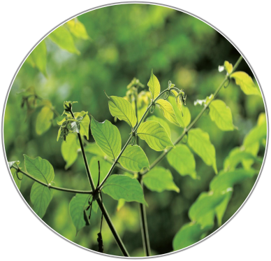 Gastrodia elata