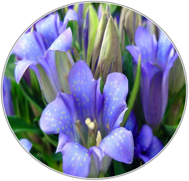 Gentian