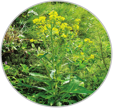 Lsatis Root