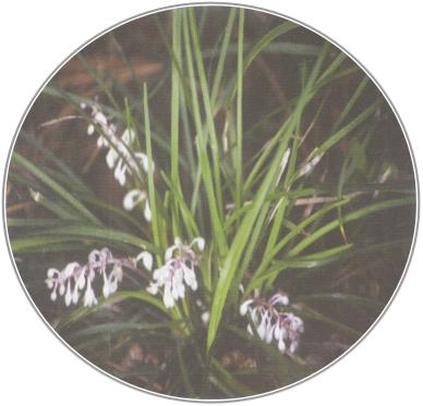 Radix Ophiopogonis