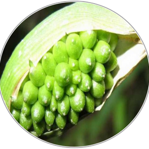 Pinellia Tuber