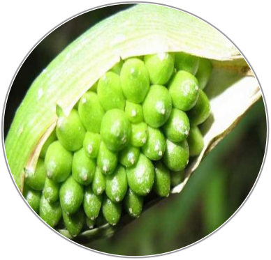 Pinellia Tuber