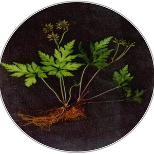 Coptis chinensis