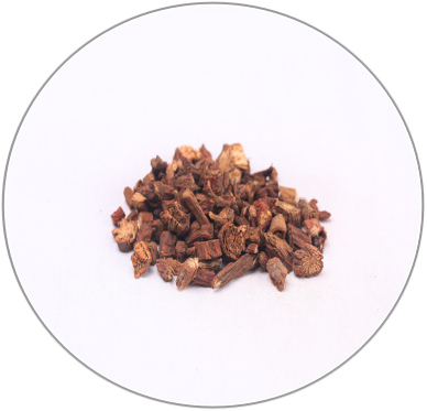 Salvia miltiorrhiza