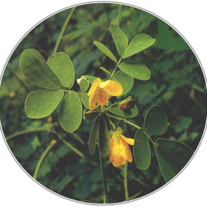 Cassia Seed