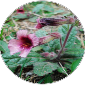 Rehmannia