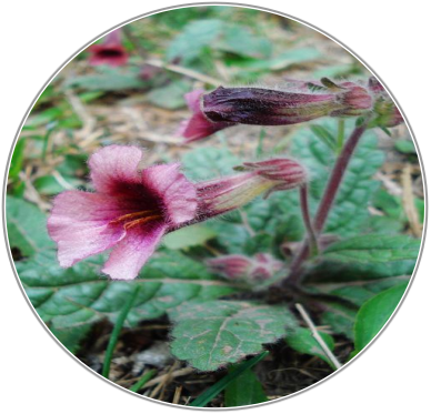 Rehmannia