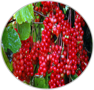 Schisandra Fruit