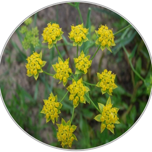 Radix Bupleuri