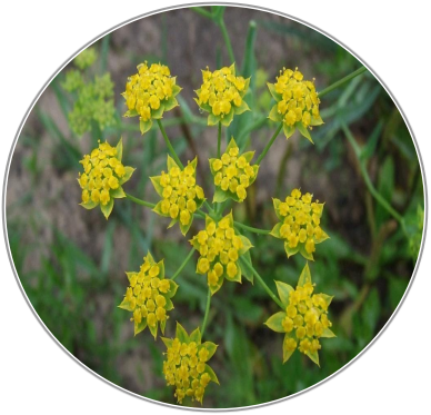Radix Bupleuri