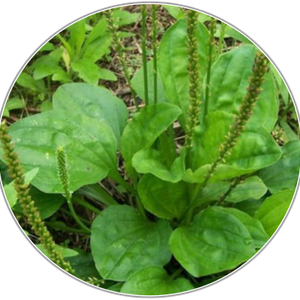 Plantain Seed