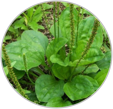 Plantain Seed