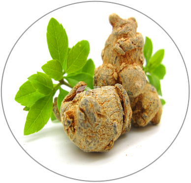 Notoginseng