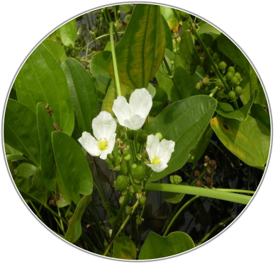 Rhizoma Alismatis