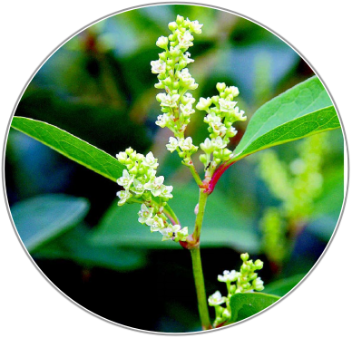 Japanese Knotweed